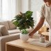 Croton Plant in Elegant Ribbed White Pot Croton Plant in Elegant Ribbed White Pot