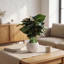 Croton Plant in Elegant Ribbed White Pot