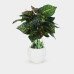 Croton Plant in Elegant Ribbed White Pot Croton Plant in Elegant Ribbed White Pot