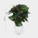 Croton Plant in Elegant Ribbed White Pot Croton Plant in Elegant Ribbed White Pot
