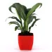 Peace lily plant in Red Planter Peace lily plant in Red Planter