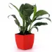 Peace lily plant in Red Planter Peace lily plant in Red Planter