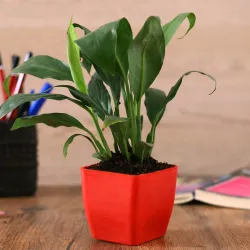 Peace lily plant in Red Planter