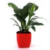Peace lily plant in Red Planter Peace lily plant in Red Planter