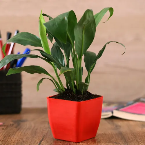 Peace lily plant in Red Planter Peace lily plant in Red Planter